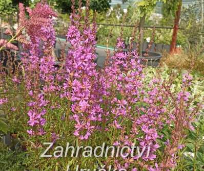 Lythrum virgatum Dropmore Purple