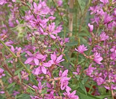 Lythrum virgatum Dropmore Purple
