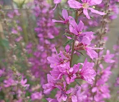 Lythrum virgatum Dropmore Purple