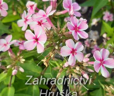 Phlox paniculata Early Pink Candy