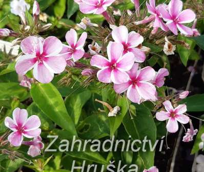 Phlox paniculata Early Pink Candy