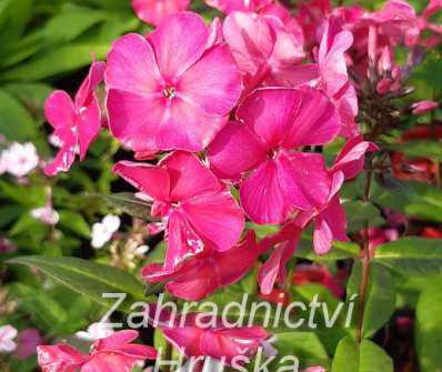 Phlox paniculata Sweet Summer Red