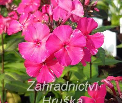 Phlox paniculata Sweet Summer Red