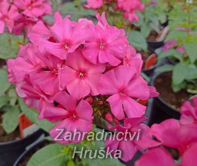 Phlox paniculata Sweet Summer Red