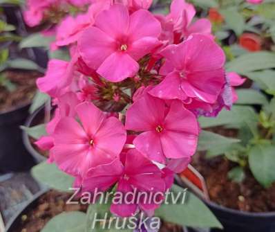 Phlox paniculata Sweet Summer Red