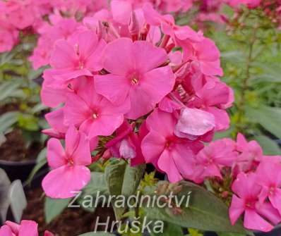 Phlox paniculata Sweet Summer Red