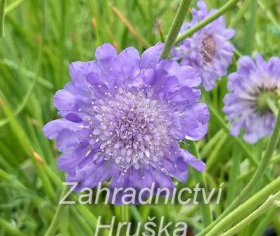 Scabiosa columbaria Butterfly Blue