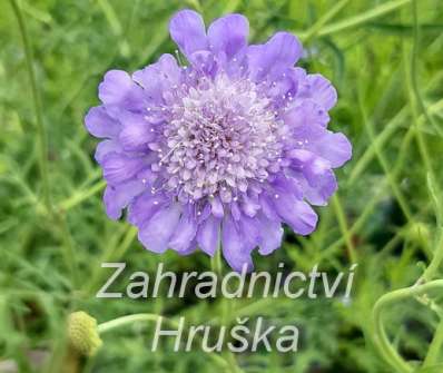 Scabiosa columbaria Butterfly Blue