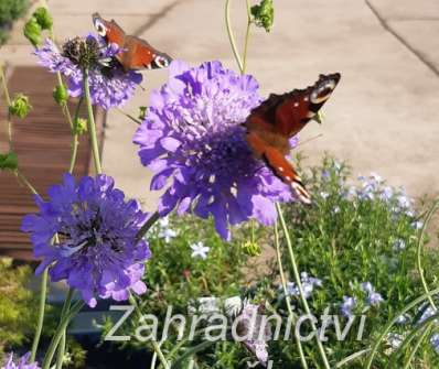 Scabiosa columbaria Butterfly Blue
