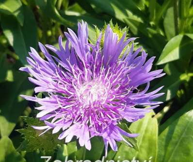 Stokesia laevis Mels Blue