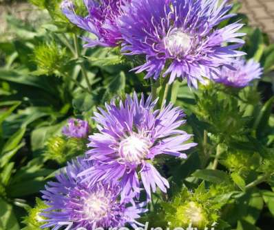 Stokesia laevis Mels Blue