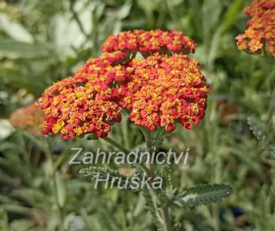 Achillea Safran