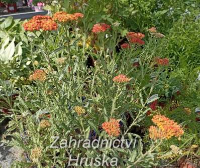 Achillea Safran