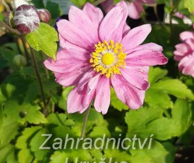 Anemone Pretty Lady Emily