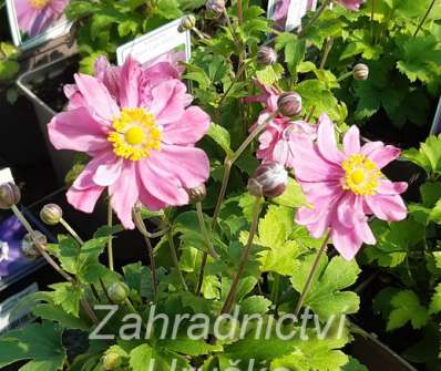 Anemone Pretty Lady Emily