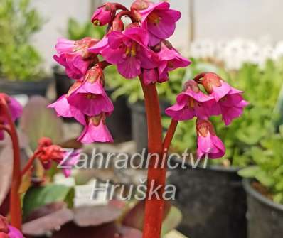 Bergenia cordifolia Eroica