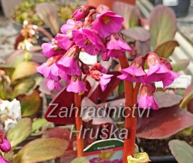 Bergenia cordifolia Eroica