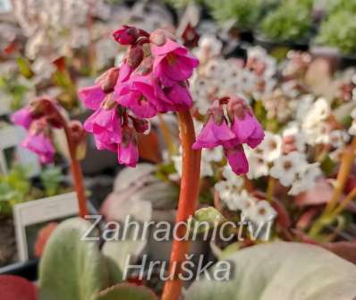 Bergenia cordifolia Eroica