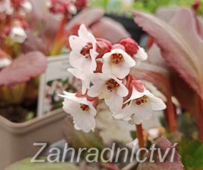 Bergenia Dragonfly Angel Kiss