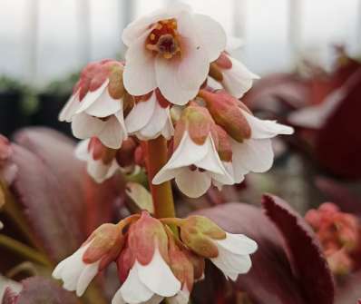 Bergenia Dragonfly Angel Kiss
