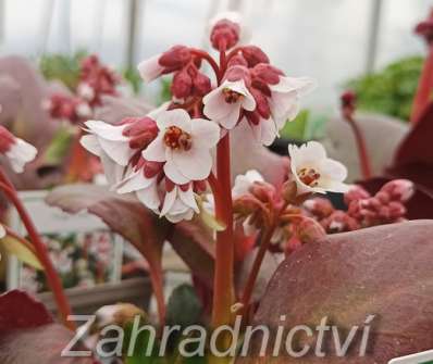 Bergenia Dragonfly Angel Kiss