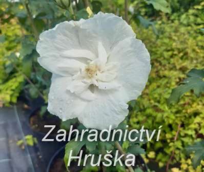 ibišek - Hibiscus syriacus 'White Chiffon'