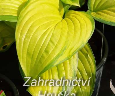bohyška - Hosta 'Stained Glass'