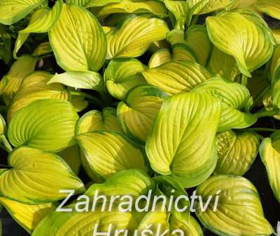 bohyška - Hosta 'Stained Glass'