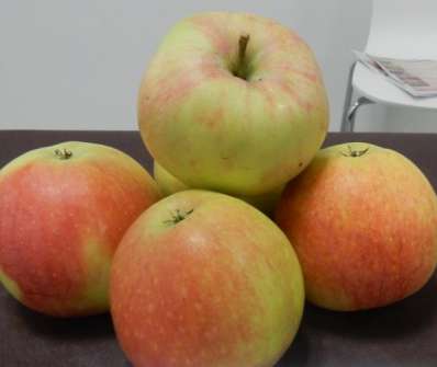 Jabloň James Grieve Super Compact