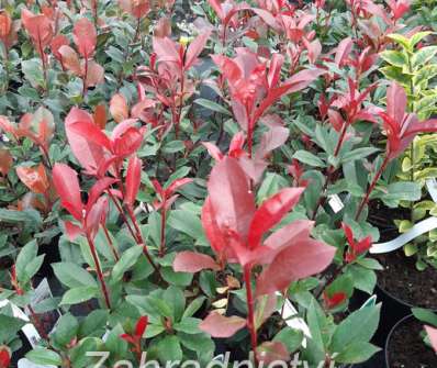 blýskavka - Photinia fraseri 'Carré Rouge'