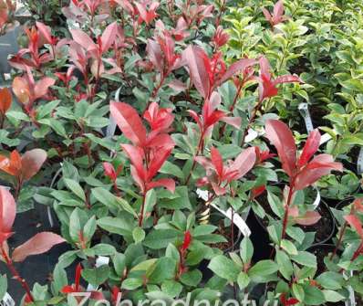 blýskavka - Photinia fraseri 'Carré Rouge'