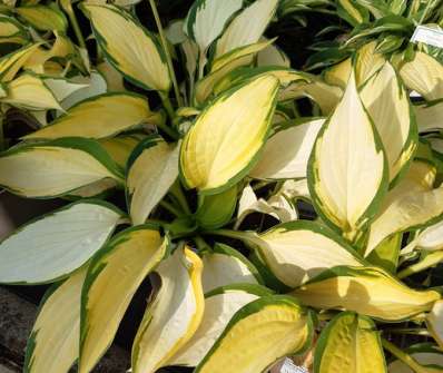 bohyška - Hosta 'Orange Marmelade'