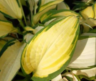 bohyška - Hosta 'Orange Marmelade'