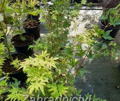 javor - Acer palmatum 'Sangokaku'