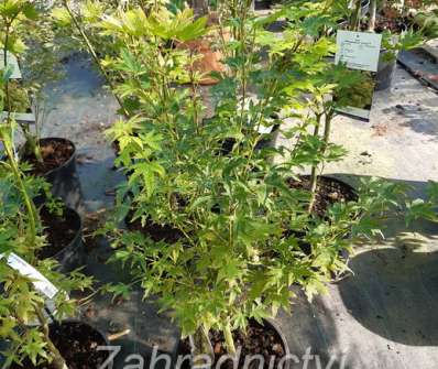 javor - Acer palmatum 'Sangokaku'