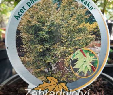 javor - Acer palmatum 'Sangokaku'