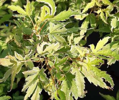 javor - Acer palmatum 'Metamorphosa'