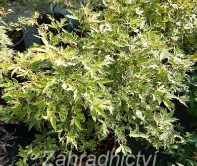 javor - Acer palmatum 'Metamorphosa'