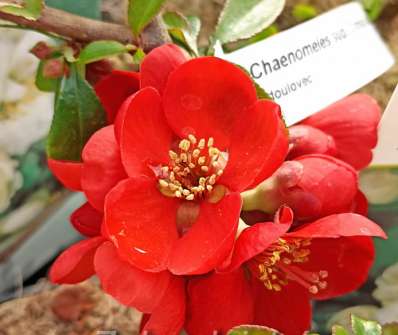 kdoulovec - Chaenomeles superba 'Crimson and Gold'