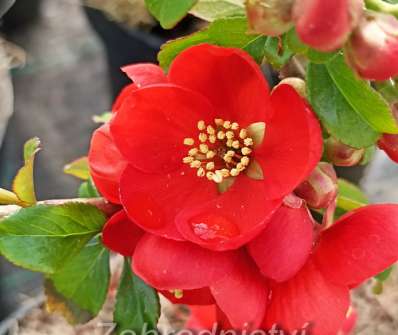 kdoulovec - Chaenomeles superba 'Crimson and Gold'