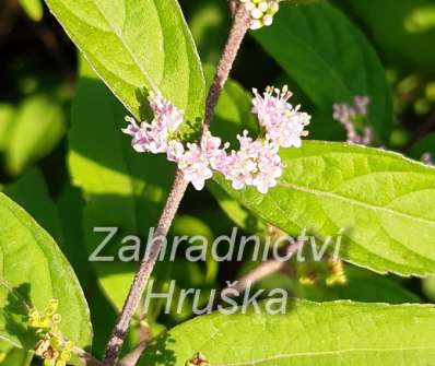 krásnoplodka - Callicarpa dichotoma 'Issai'