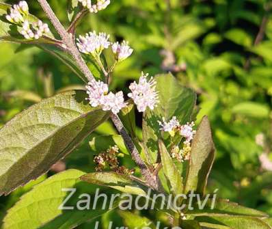 krásnoplodka - Callicarpa dichotoma 'Issai'