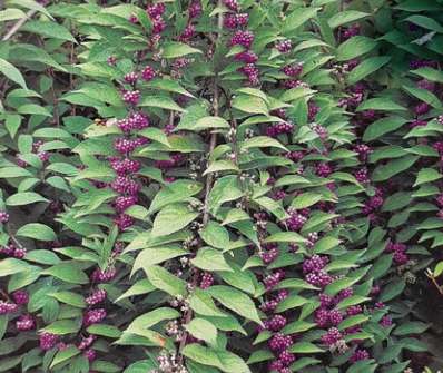 krásnoplodka - Callicarpa dichotoma 'Issai'