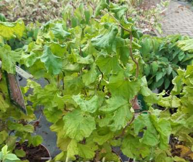 líska - Corylus avellana 'Medusa'