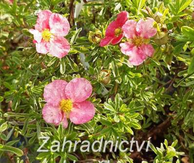 mochna - Potentilla fruticosa 'Bellissima'