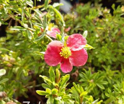 mochna - Potentilla fruticosa 'Bellissima'
