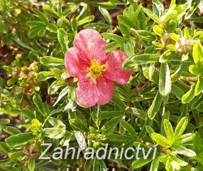 mochna - Potentilla fruticosa 'Bellissima'