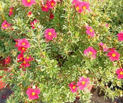 mochna - Potentilla fruticosa 'Bellissima'
