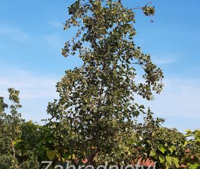 olše - Alnus insica