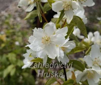 pustoryl - Philadelphus 'Dame Blanche'